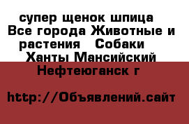 супер щенок шпица - Все города Животные и растения » Собаки   . Ханты-Мансийский,Нефтеюганск г.